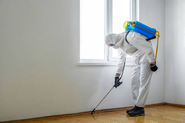 Wasp Removal Services in Batesville, TX